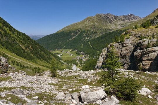 Ascent to the Schaubach Hut, view of the back of the Suldental valley, larch (Larix) forest, top right Vertainspitze, mountain village of Sulden, Solda, district of the municipality of Stilfs, Suldental valley, Ortler Alps, Ortles, Vinschgau, Trentino-South Tyrol, Italy