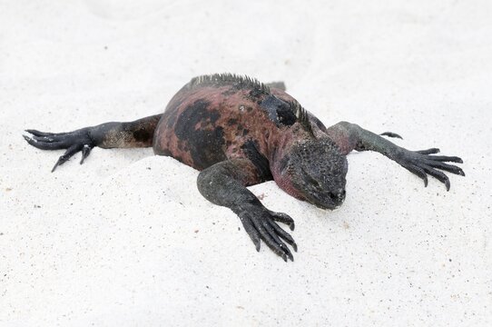 Marine Iguana (Amblyrhynchus cristatus mertensi), Santiago Island, Galapagos, Ecuador, South America