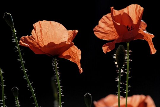 Red poppies (Papaver) in bloom, near Castelnuovo, Sicily, Southern Italy, Europe