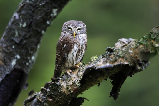 Pygmy owl (Glaucidium passerinum), adult, on tree, in autumn, alert, Bohemian Forest, Czech Republic