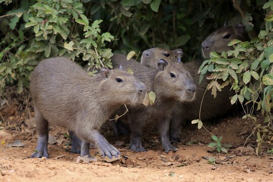 Capybara (Hydrochoerus hydrochaeris), young animals, on land, Pantanal, Mato Grosso, Brazil