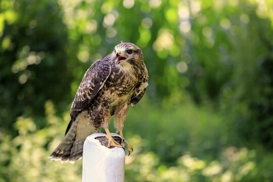 Common buzzard (Buteo buteo), adult on lookout, sitting on street post, calling, Kasselburg, Eifel, Germany