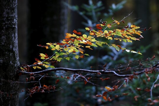 Fall foliage on a beech tree (Fagus) branch, Bayerischer Wald (Bavarian Forest), Bavaria, Germany, Europe
