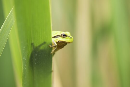 European Tree Frog (Hyla arborea), Lake Neusiedl National Park, Burgenland, Austria