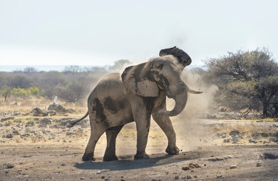 African Bush Elephant (Loxodonta africana) taking a dust bath, Koinachas waterhole, Etosha National Park, Namibia