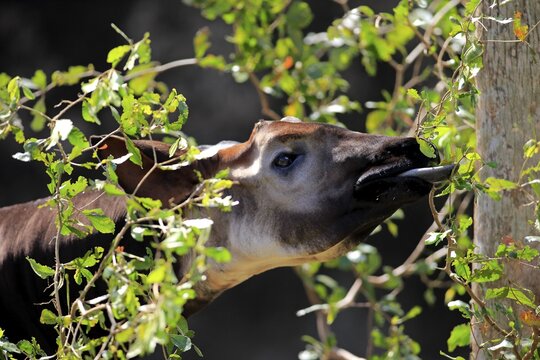 Okapi (Okapia johnstoni) adult, feeding, captive, Miami, Florida, USA