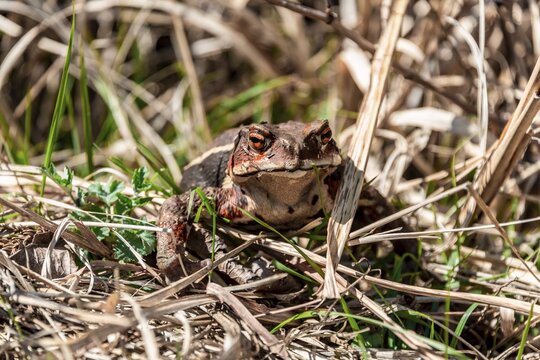 Japanese toad (Bufo japonicus) in dry grass at Tanuki Lake, Yamanashi Prefecture, Japan