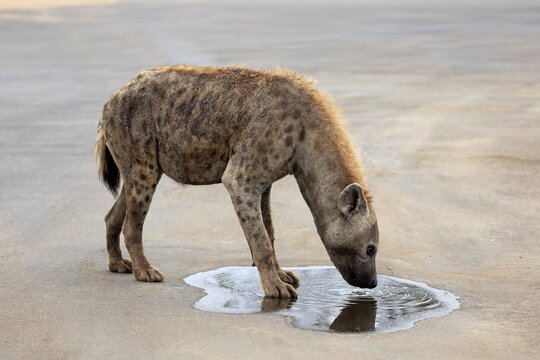 Spotted hyena (Crocuta crocuta), adult, drinking at puddle, Kruger National Park, South Africa