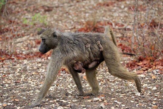 Chacma baboon (Papio ursinus), adult, female with young animal running, Kruger National Park, South Africa