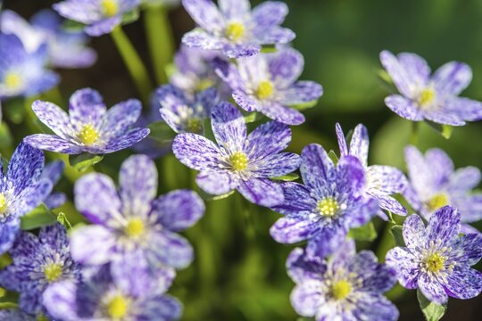 Purple-white speckled Hepatica or Liverwort (Hepatica), cultivar, close-up