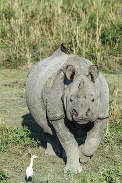 Indian rhinoceros (Rhinoceros unicornis) with cattle egret (Bubulcus ibis) and Myna birds, Kaziranga National Park, Assam, India
