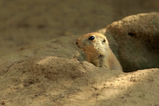 Black-tailed Prairie Dog (Cynomys ludovicianus), young animal, looks from Bau, captive, Germany