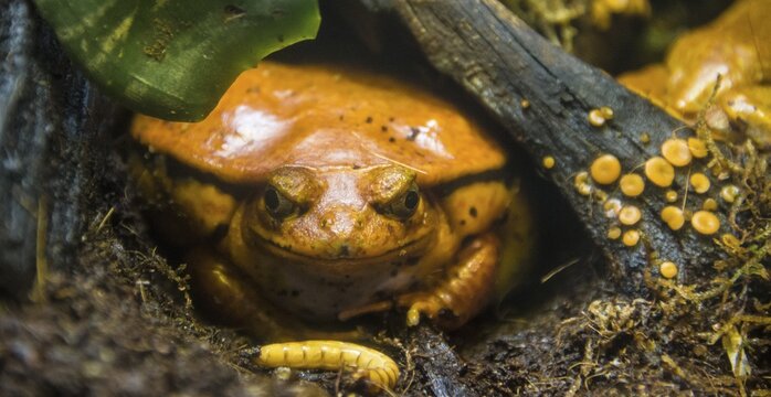 Madagascar tomato frog or crapaud rouge de Madagascar (Dyscophus antongilii) with maggot, captive