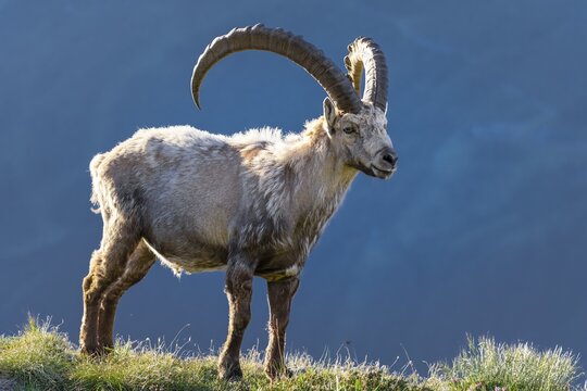 Alpine Ibex (Capra ibex), change of coat, Mont Blanc massif, Chamonix, France