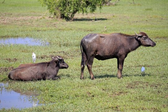 Water buffalo (Bubalis bubalis), two juvenile calves with cattle egrets (Bubulcus ibis), Bundala National Park, Sri Lanka