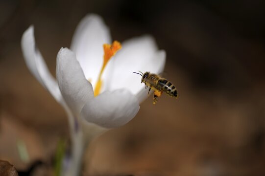 White crocus (Crocus) with settling honey bee (Apis mellifera)