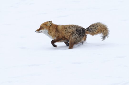 Red fox (Vulpes vulpes) fleeing