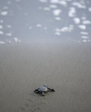 Newly hatched olive ridley sea turtle (Lepidochelys olivacea) crawls over sand towards the sea, Junquillal, Santa Cruz, Guanacaste Province, Costa Rica