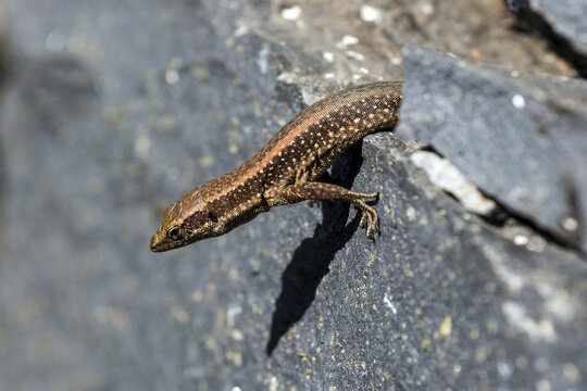 Madeira lizard or madeiran wall lizard (Teira dugesii), endemic, Madeira Island, Portugal