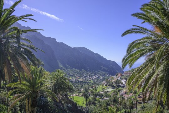 Canary island date palm (Phoenix canariensis) and view down into, Valle Gran Rey, La Gomera, Spain