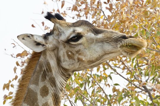 Giraffe (Giraffa camelopardalis), portrait, feeding on tree, Etosha National Park, Namibia