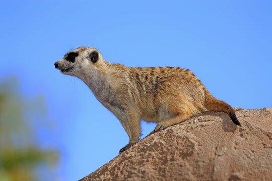 Meerkat (Suricata suricatta), adult on rock, alert, Little Karoo, Western Cape, South Africa