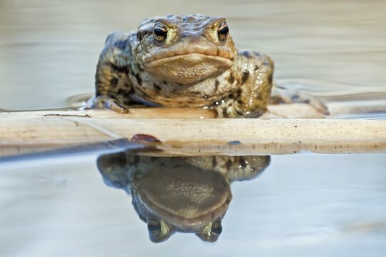 Common Toad or European Toad (Bufo bufo), reflected in water, North Hesse,  Hesse, Germany