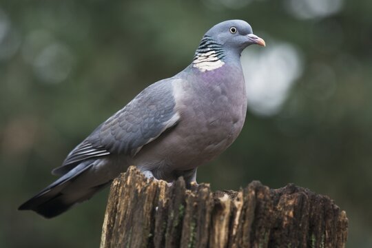 Common wood pigeon (Columba palumbus), sitting on a tree stump, Emsland, Lower Saxony, Germany