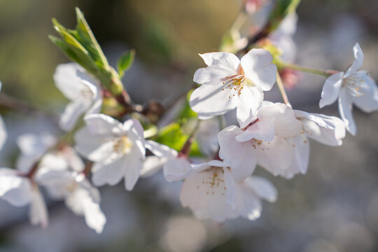 桜 sakura, Cherry Blossoms