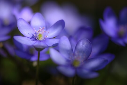 Blue Liverwort (Hepatica nobilis), Bavaria, Germany