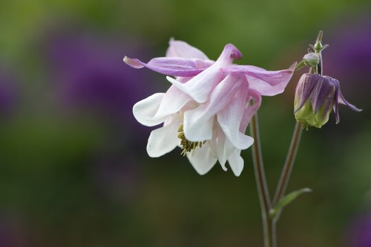 Columbine (Aquilegia hybrids), Emsland, Lower Saxony, Germany