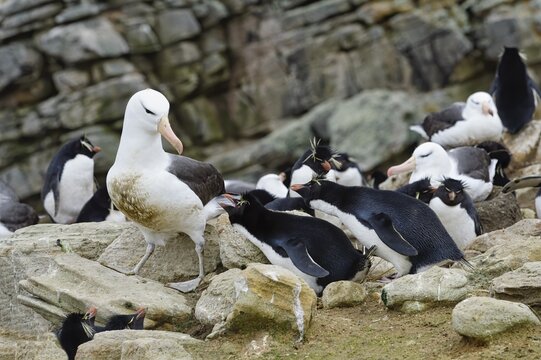 Black-browed Albatross (Thalassarche melanophris) in the middle of agressive Southern Rockhopper penguins (Eudyptes chrysocome), New Island, Falkland Islands, British Overseas Territory