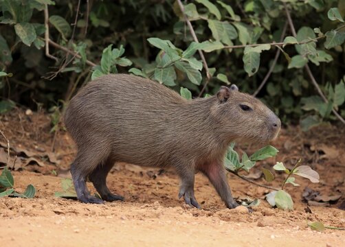 Capybara (Hydrochoerus hydrochaeris), young animal, on land, Pantanal, Mato Grosso, Brazil