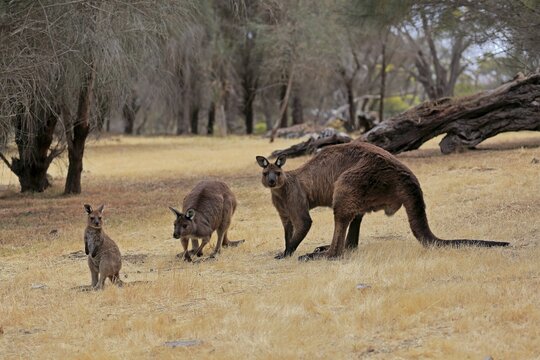 Kangaroo Island grey kangaroo (Macropus fuliginosus fuliginosus), adult, male, female, juvenile, group, Kangaroo Island, South Australia, Australia