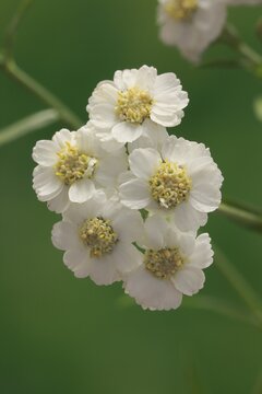 Fine leaved water dropwort (Oenanthe aquatica), flower, flowering, perennial, marsh plant, water plant, Ellerstadt, Germany