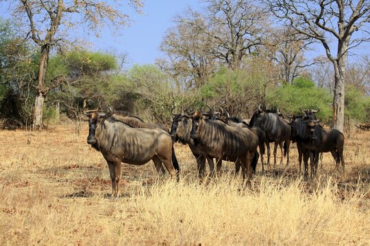 Blue Wildebeests (Connochaetes taurinus), adult, herd, Kruger National Park, South Africa