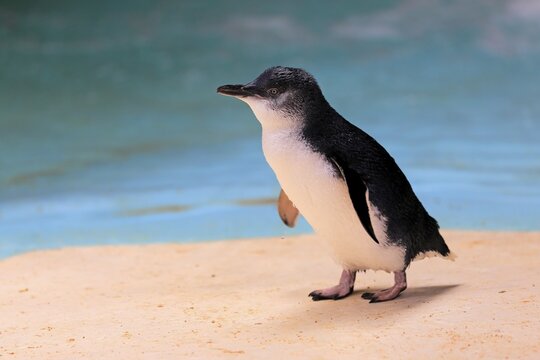 Little penguin (Eudyptula minor), adult, on the beach, Kangaroo Island, South Australia, Australia