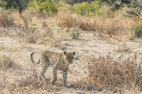 Leopard (Panthera pardus), Etosha National Park, Namibia