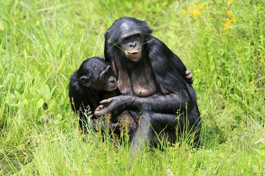 Bonobo, pygmy chimpanzee (Paniscus), adult, female, mother, feeding, young, nursing, social behaviour, endangered species, captive