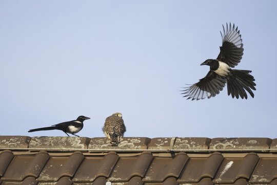 European magpies (Pica pica) attack juvenile Common Common Kestrel (Falco tinnunculus) on house roof, Hesse, Germany