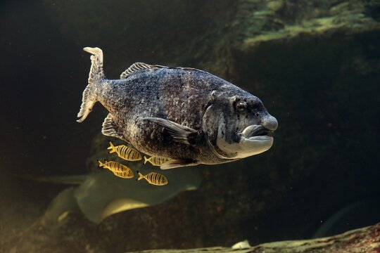 Black musselcracker (Cymatoceps nasutus ), adult, swimming, in water, captive, Cape Town, South Africa