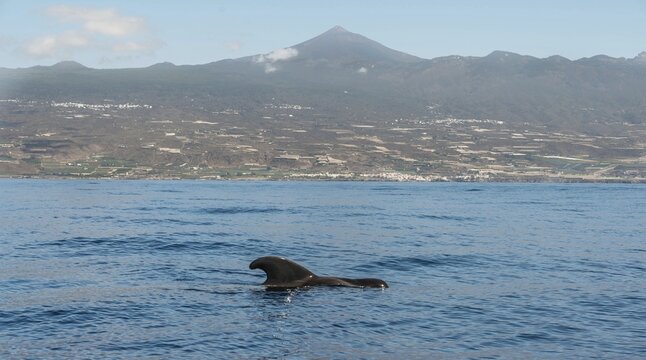 Pilot Whale (Globicephala) off Tenerife, Mt Teide at the back, Tenerife, Canary Islands, Spain