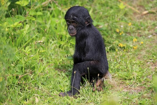 Bonobo, pygmy chimpanzee (Pan Paniscus), juvenile, alert, endangered species, captive