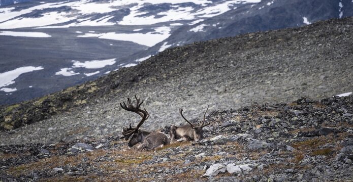 Reindeer (Rangifer tarandus) on the mountainside of Veslfjellet, Besseggen, Jotunheimen National Park, V&aring;g&aring;, Innlandet, Norway