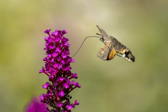 Hummingbird hawk-moth (Macroglossum stellatarum), flying, sucking nectar on flower of butterfly-bush (Buddleja davidii), Hesse, Germany