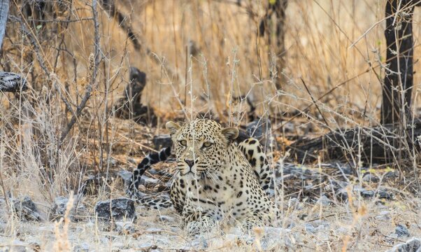 Leopard (Panthera pardus) lying camouflaged on stony ground, Etosha National Park, Namibia
