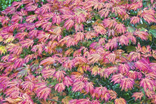 Fullmoon maple (Acer japonicum Aconitifolium), autumn foliage, Emsland, Lower Saxony, Germany