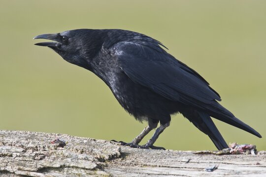 Raven crow (Corvus corone), calling, Lower Saxony, Germany