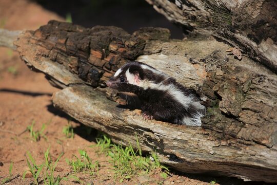 Eastern spotted skunk (Spilogale putorius) looks out of rotten trunk, adult, alert, Pine County, Minnesota, USA
