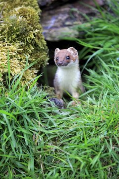 Ermine (Mustela erminea), adult, alert, Surrey, England, United Kingdom